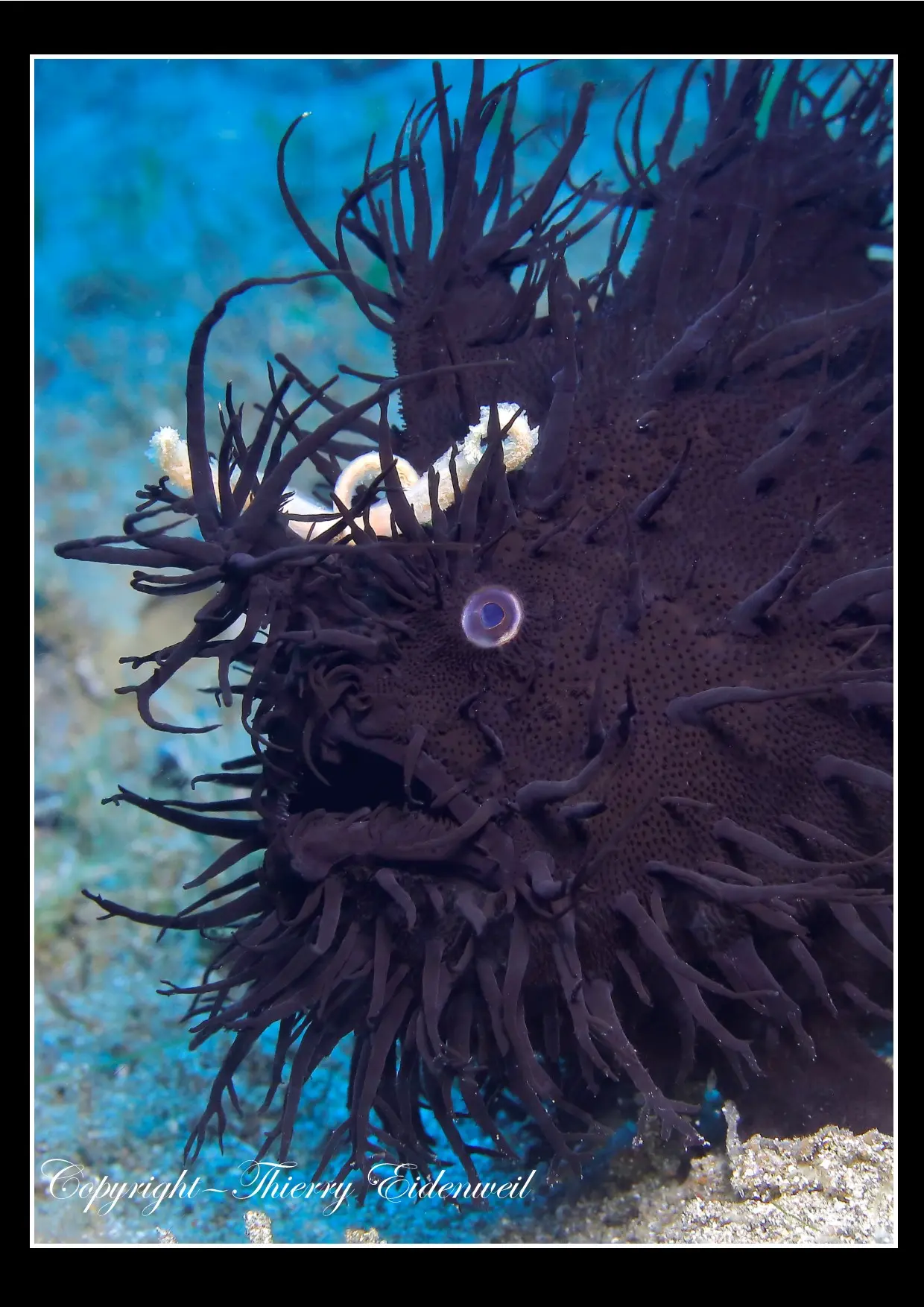 Anilao Macro Dive Media Highlight